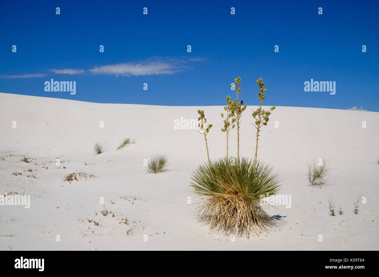 Pflanzen in White Sands National Monument, New Mexico USA Stockfoto