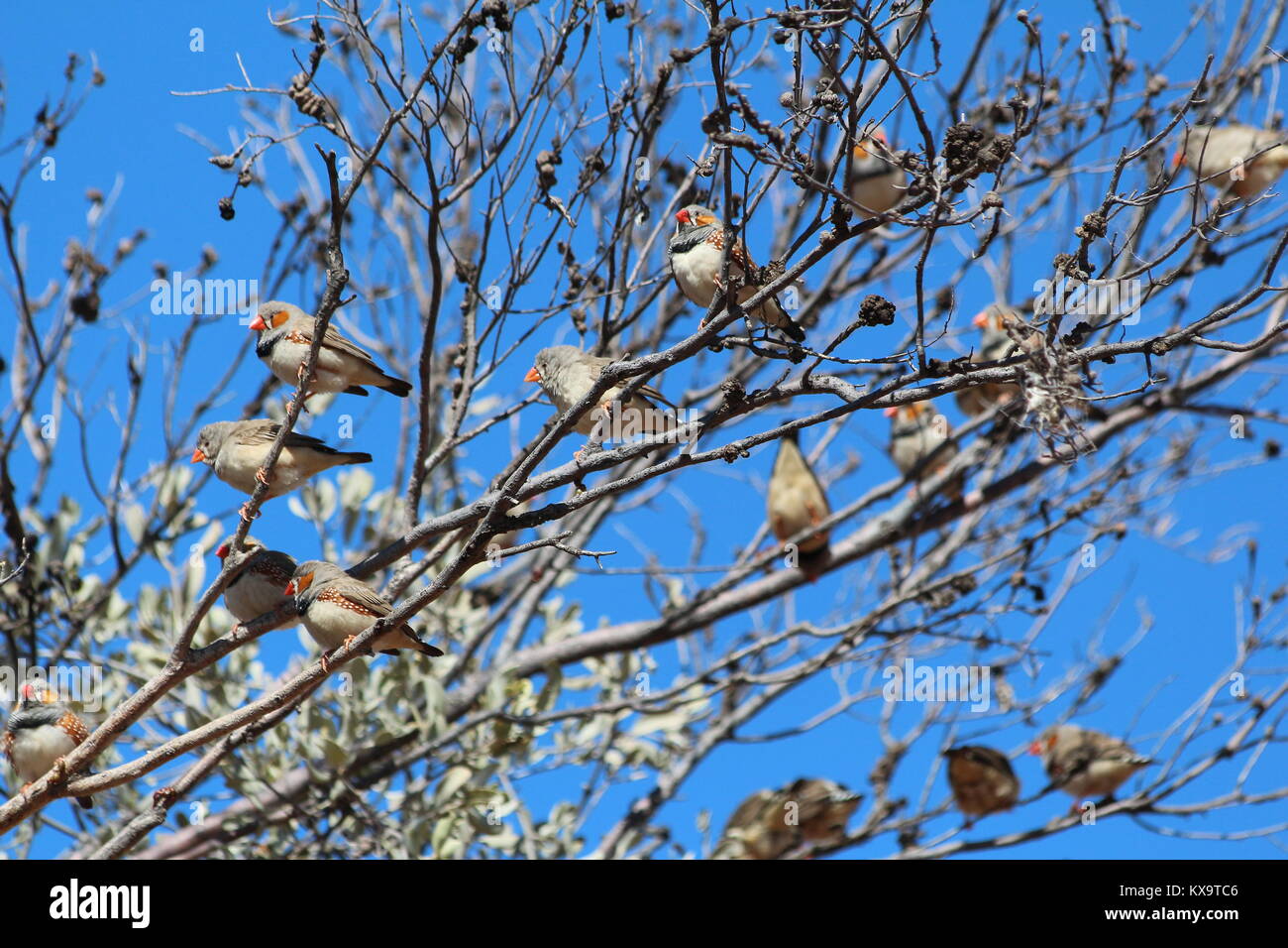 Eine Reihe von Australischen Zebrafinken genießen die warme Sonne in einem Baum. Stockfoto