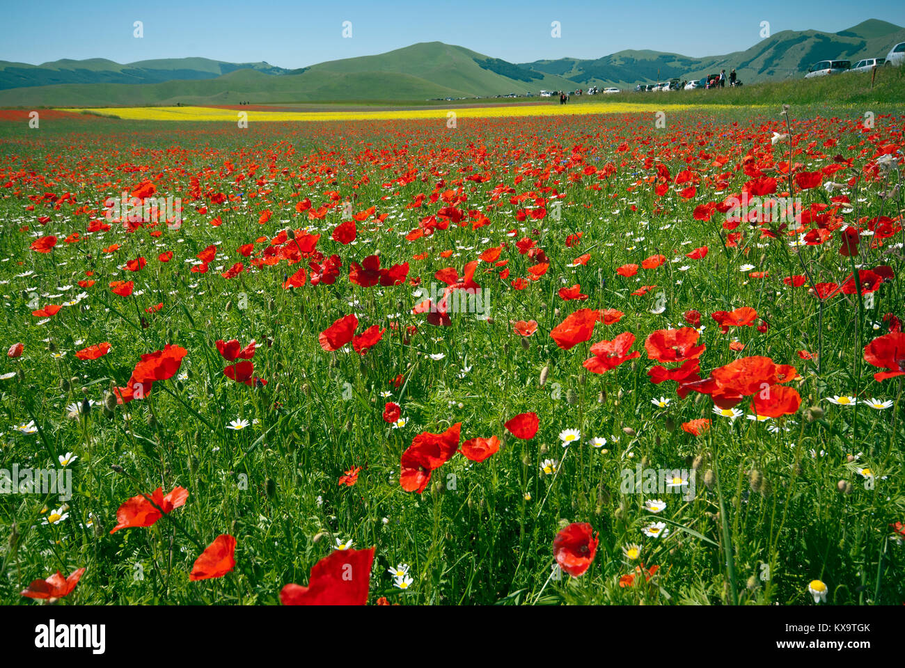 Blüte von Roter Mohn (Papaver rhoeas) in Castelluccio Di Norcia, Pian Grande, Sibillini Mountains National Park, Umbrien, Italien Stockfoto