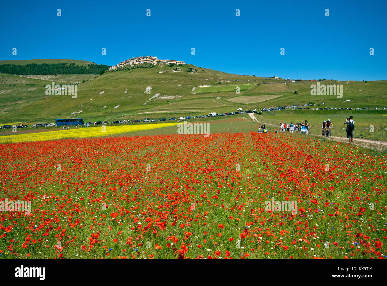 Blüte in Castelluccio Di Norcia, Pian Grande, Sibillini Mountains National Park, Umbrien, Italien Stockfoto