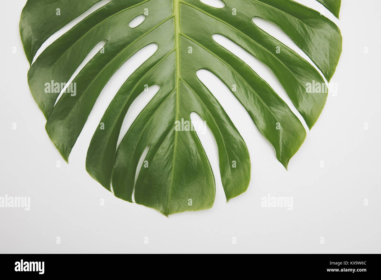 Großen, grünen tropischen Blatt aus dem monstera Pflanze Stockfoto