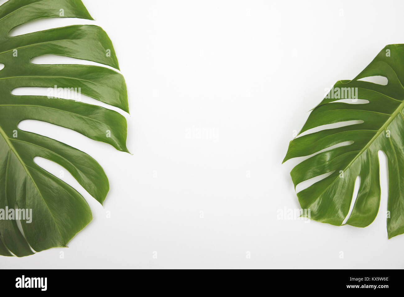 Großen, grünen tropischen Blatt aus dem monstera Pflanze Stockfoto