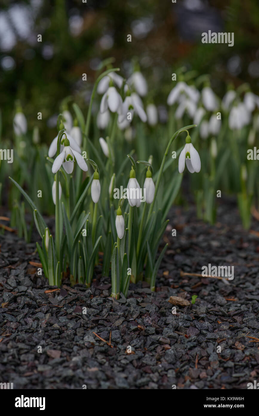 Gattung Phlox sind Zwerg bauchigen Stauden mit linearen oder Strap-geformte Blätter, und einsame, oft Honig duftende, nickenden Blüten mit 3 weißen äußeren Stockfoto