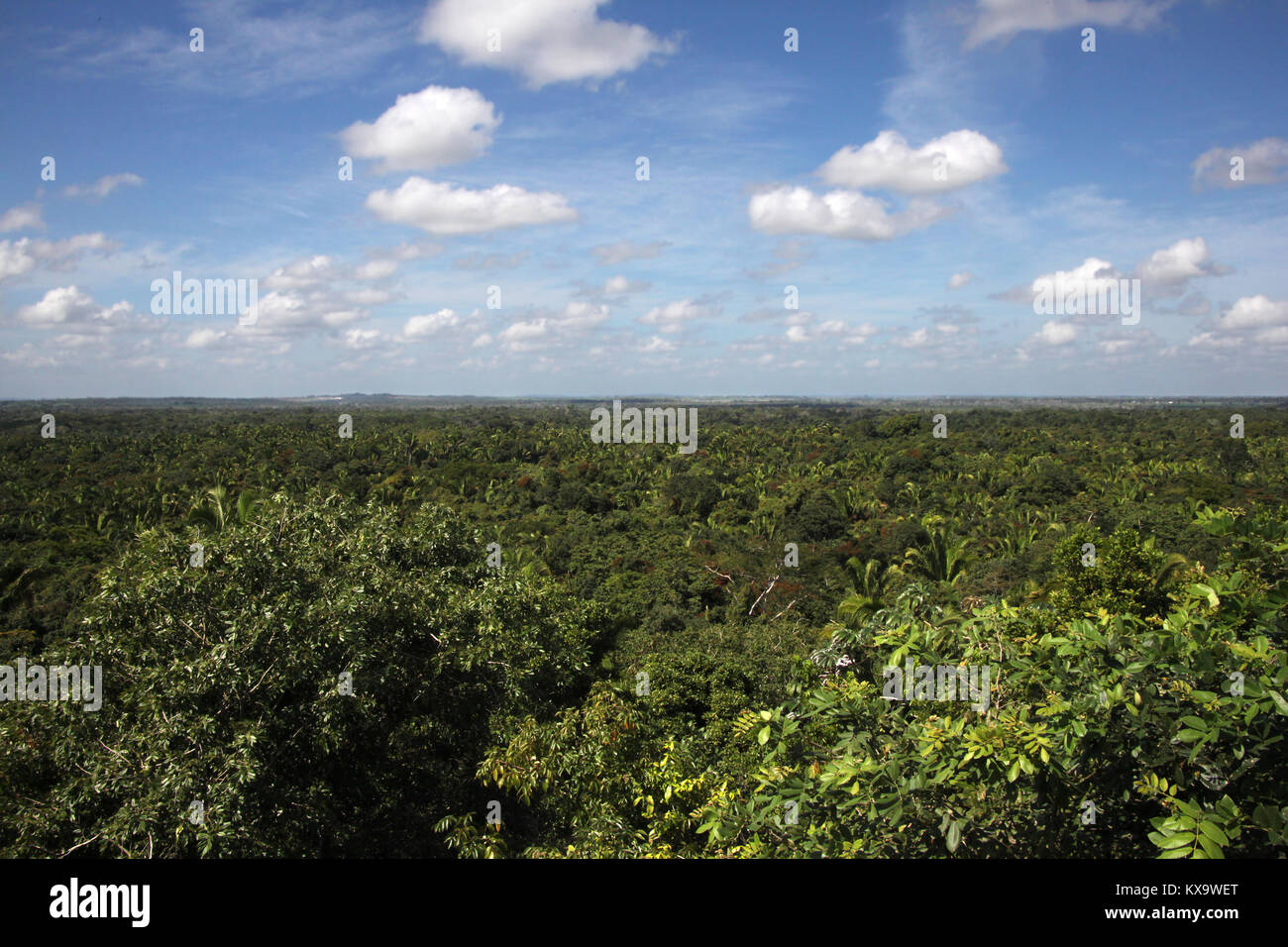 Die schöne Landschaft von Belize in den Dschungel zu den Horizont auf der Suche nach einem Kraut- und Knollenfäule blauer Himmel, Mittelamerika. Stockfoto Die schöne Landschaft von Belize in den Dschungel zu den Horizont auf der Suche nach einem Kraut- und Knollenfäule blauer Himmel, Mittelamerika. Stockfoto