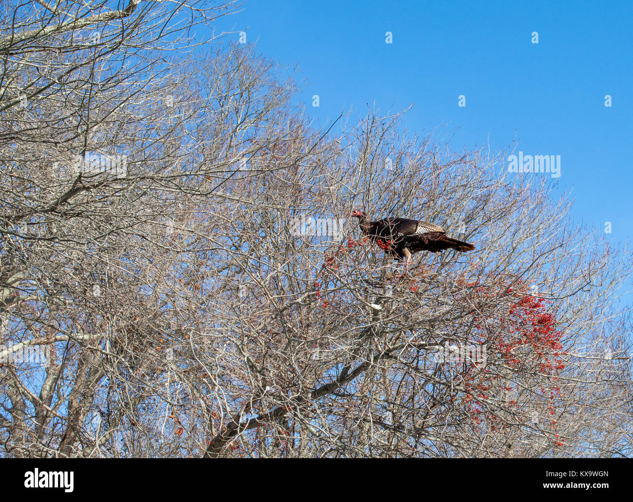 Eine grosse Türkei in einem Baum essen rote Beeren in Sag Harbor ny Stockfoto
