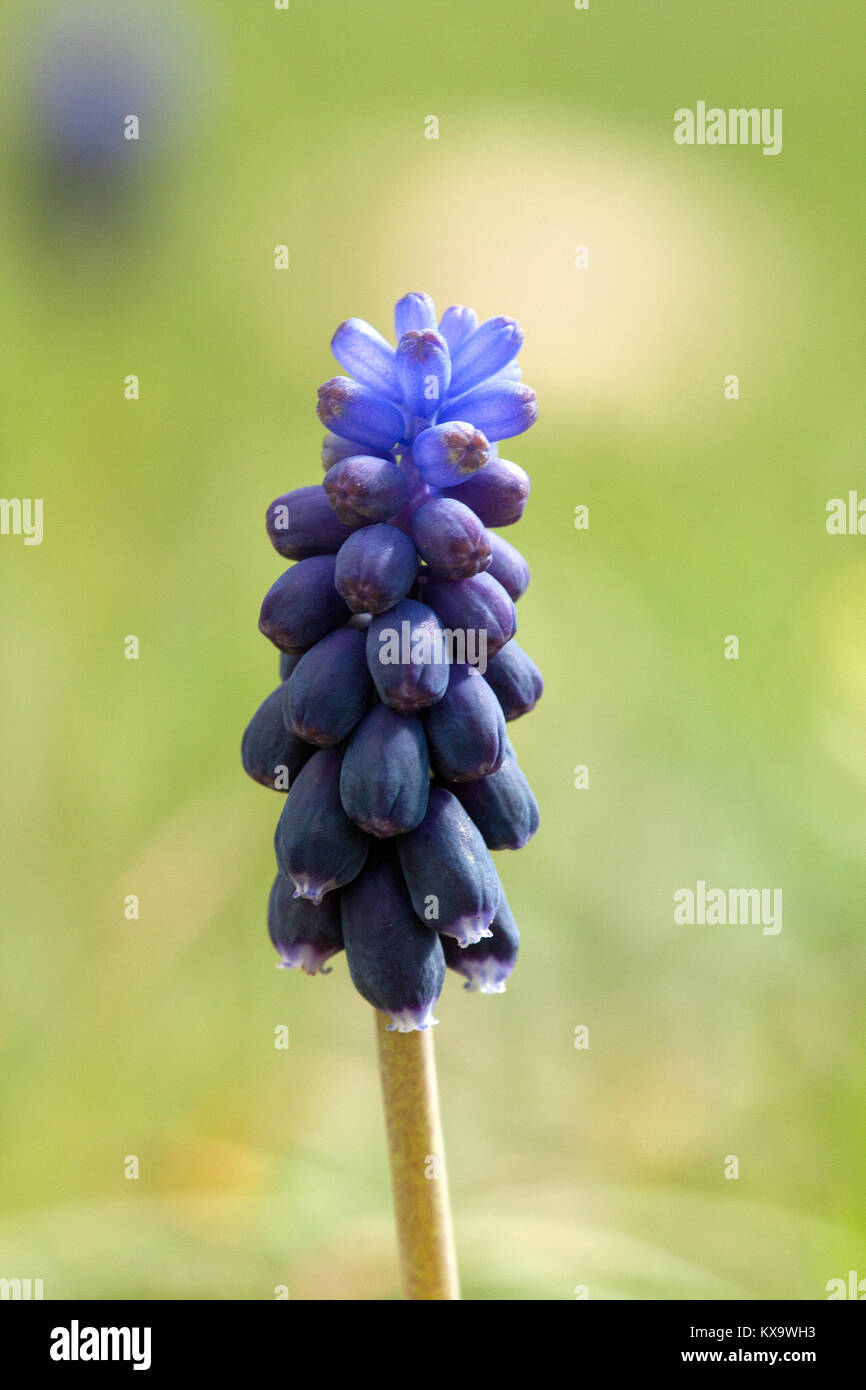 Muscari neglectum Stockfoto