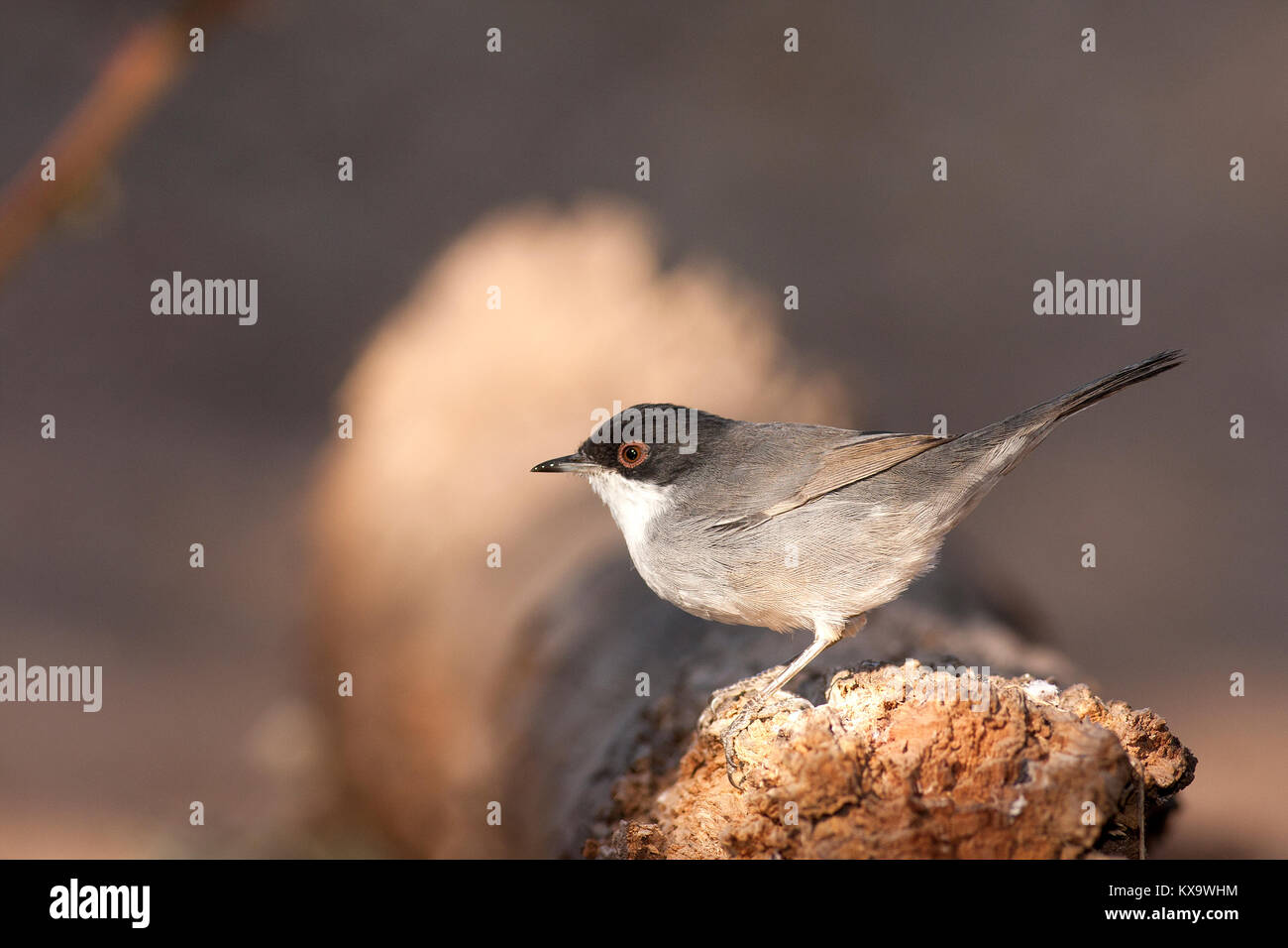 Sylvia melanocephala Stockfoto