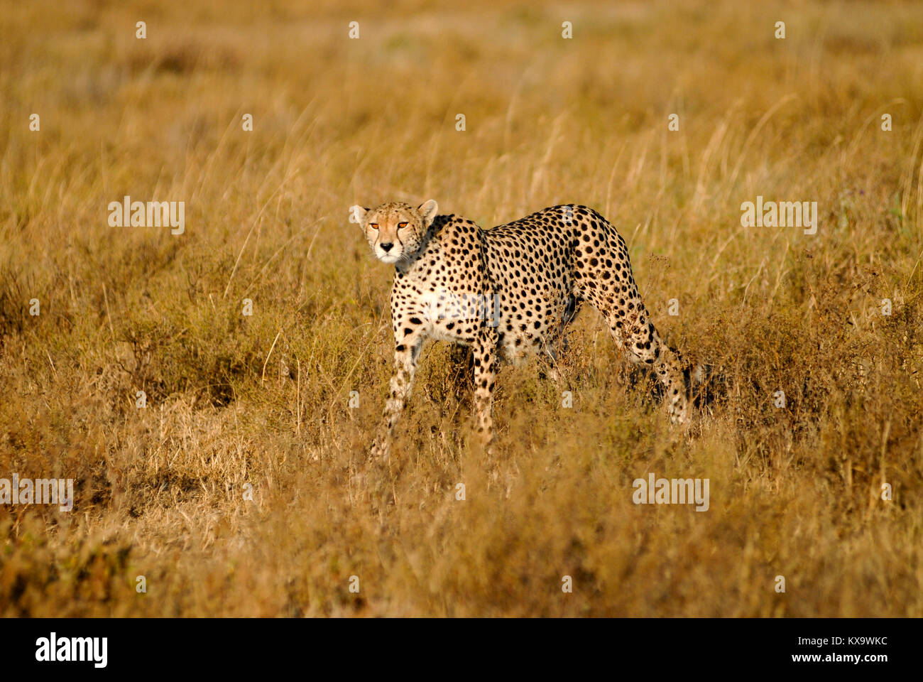 Tansania Serengeti Nationalpark in der Nähe von Arusha, Cheetah/Tansania Serengeti Nationalpark bei Arusha, Gepard Stockfoto