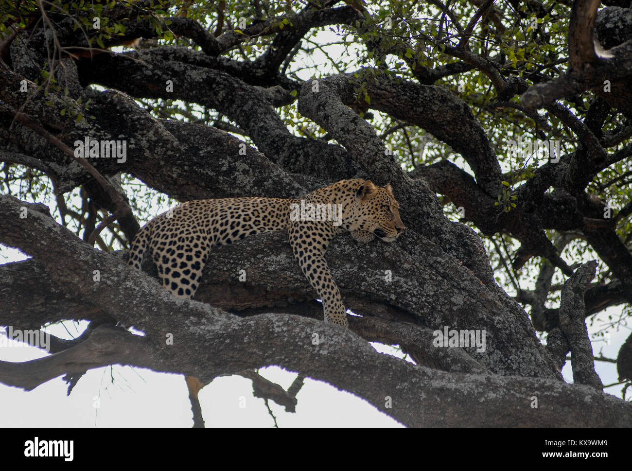 Tansania Serengeti Nationalpark in der Nähe von Arusha, schlafen Leopard/Tansania Serengeti Nationalpark bei Arusha, Leopard Stockfoto