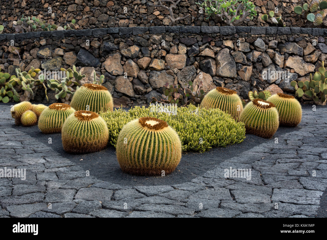 Jardin de Cactus, Guatiza, Lanzarote, Kanarische Inseln, Spanien. Stockfoto