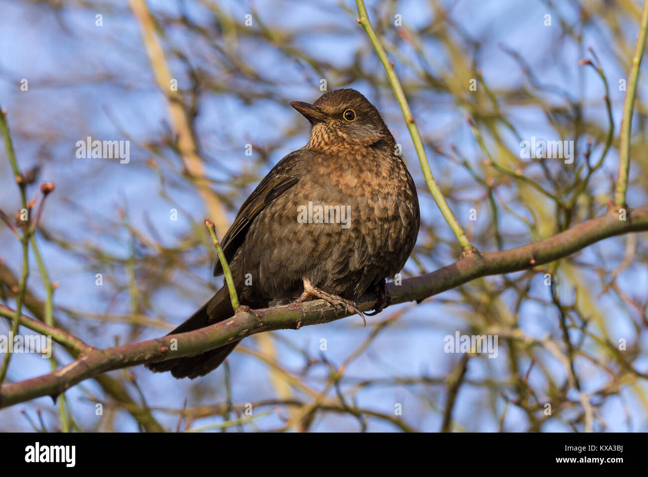 Weibliche Amsel in kleinen Baum an der London Wetland Centre thront. Fangen das Sonnenlicht an einem kalten Januar Tag 2018. Turdus merula Thrush Familie. Stockfoto