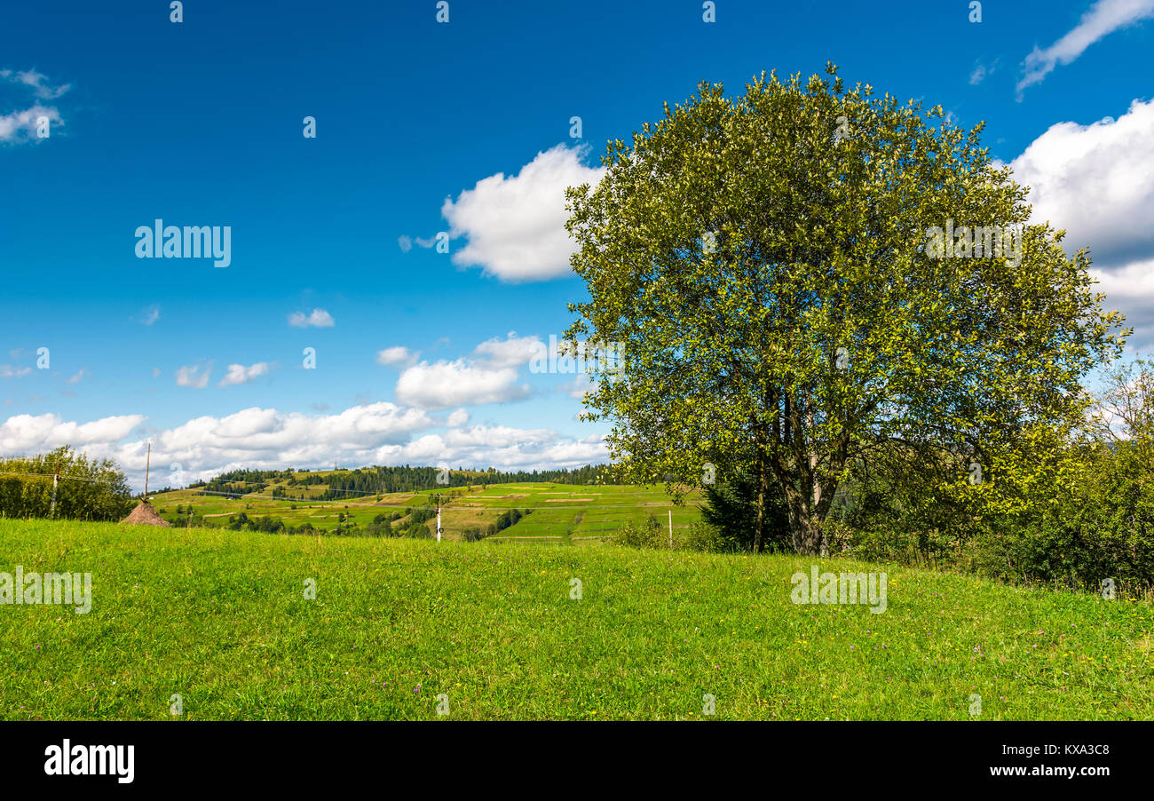 Baum auf dem Grasbewachsenen ländliche Hügel. wunderschöne Landschaft Sommer Landschaft Stockfoto