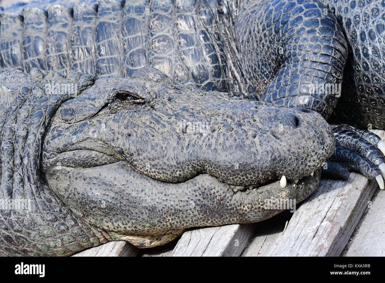 Lächelnd Alligator Stockfoto