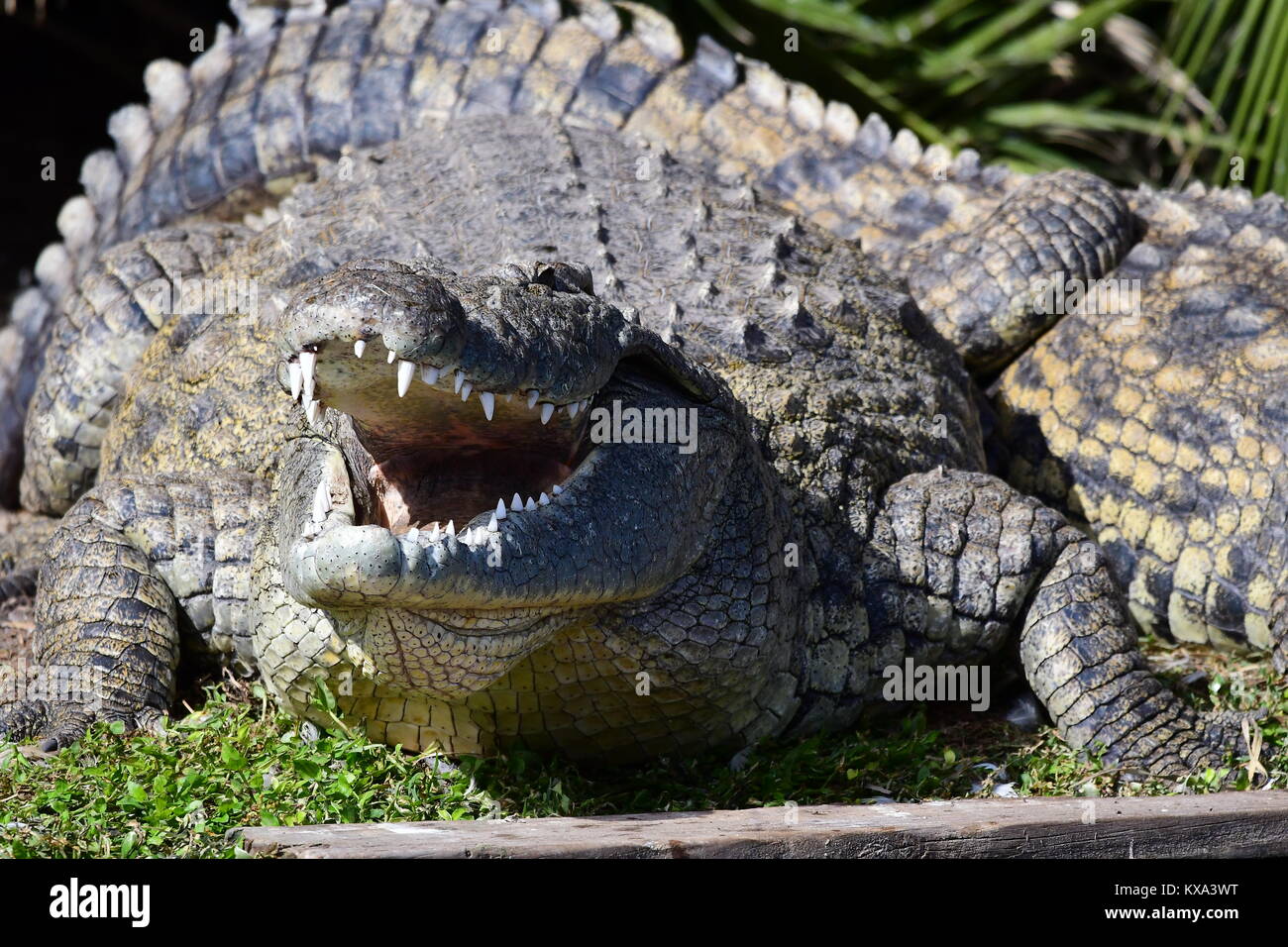 Wütender alligator -Fotos und -Bildmaterial in hoher Auflösung – Alamy