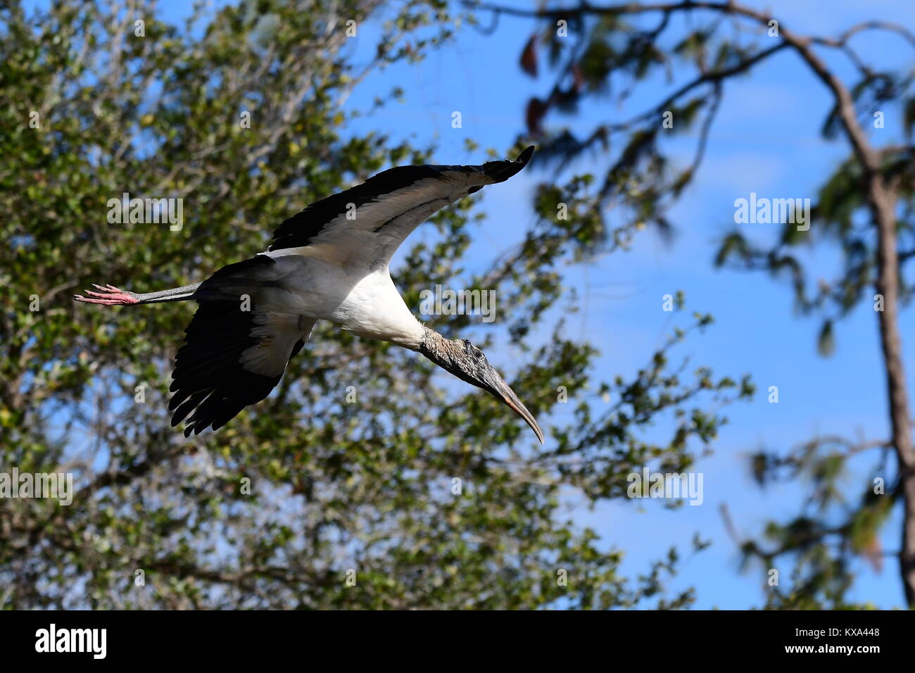 Wegfliegende stork Stockfoto