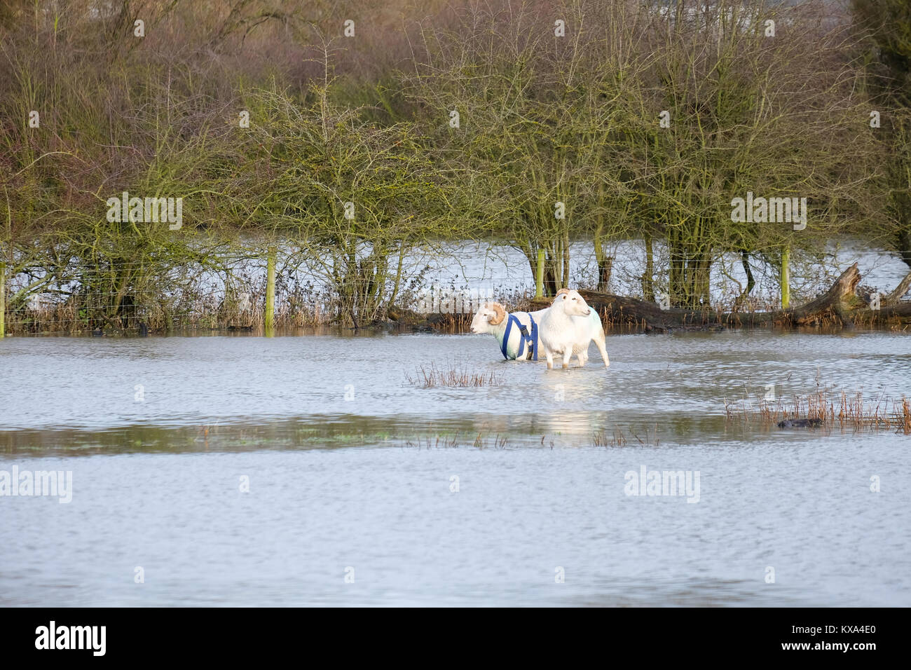 Schafe gerettet aus überschwemmten Feldern in der Nähe mountsorrel nach den jüngsten starken Regenfälle verursacht, den Fluss zu Flut steigen Stockfoto