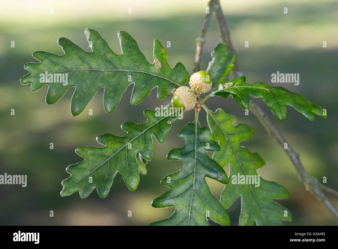 Pyrenäen-Eiche, Pyrenäeneiche, QUERCUS PYRENAICA, Pyrenäen-eiche Stockfoto