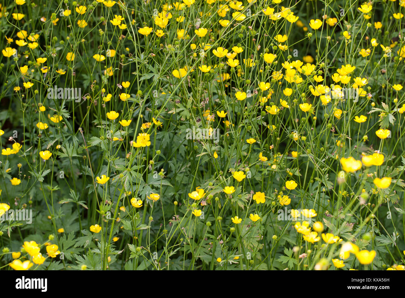 Ranunculus Acris Stockfotos Und bilder Kaufen Alamy ranunculus-acris-stockfotos-und-bilder-kaufen-alamy