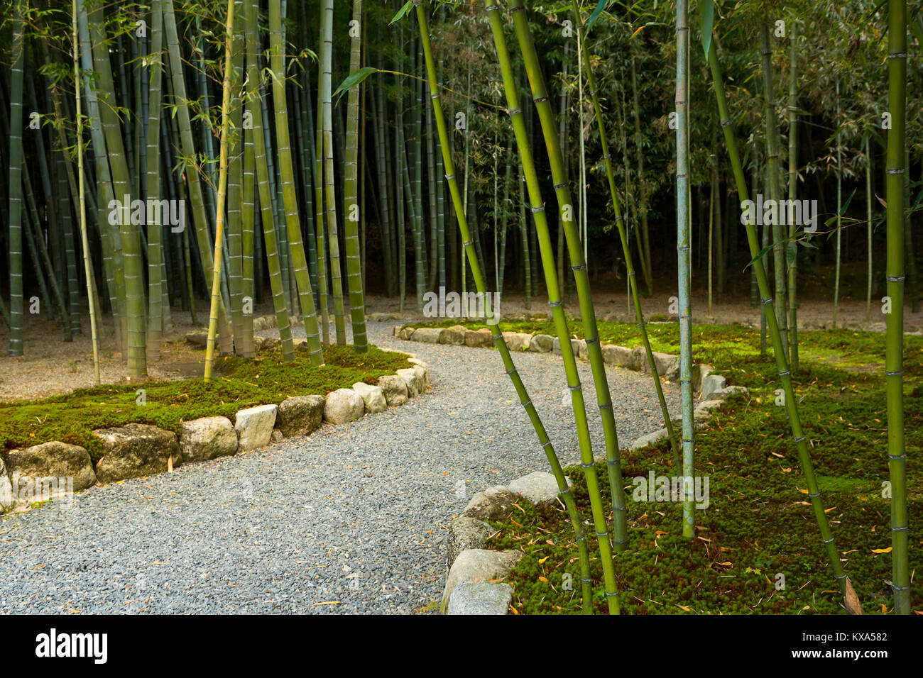 Ein Bambus pathway in Kyoto, Japan. Stockfoto