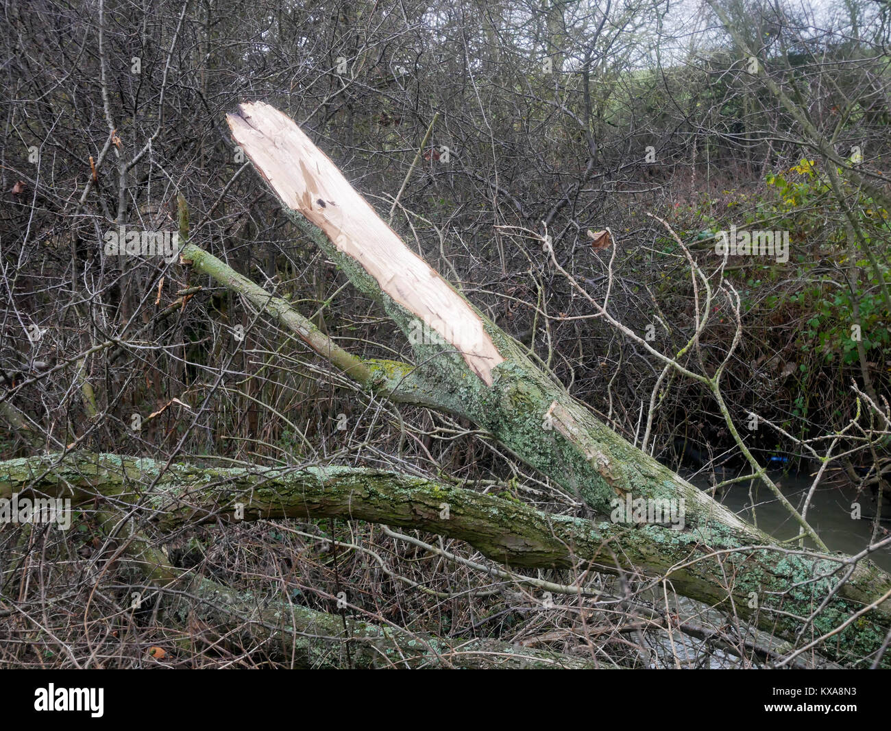 Ein Baum Riß durch die Wirkung Sturm Winde in Essex in der Nähe von Great Bardfield Stockfoto