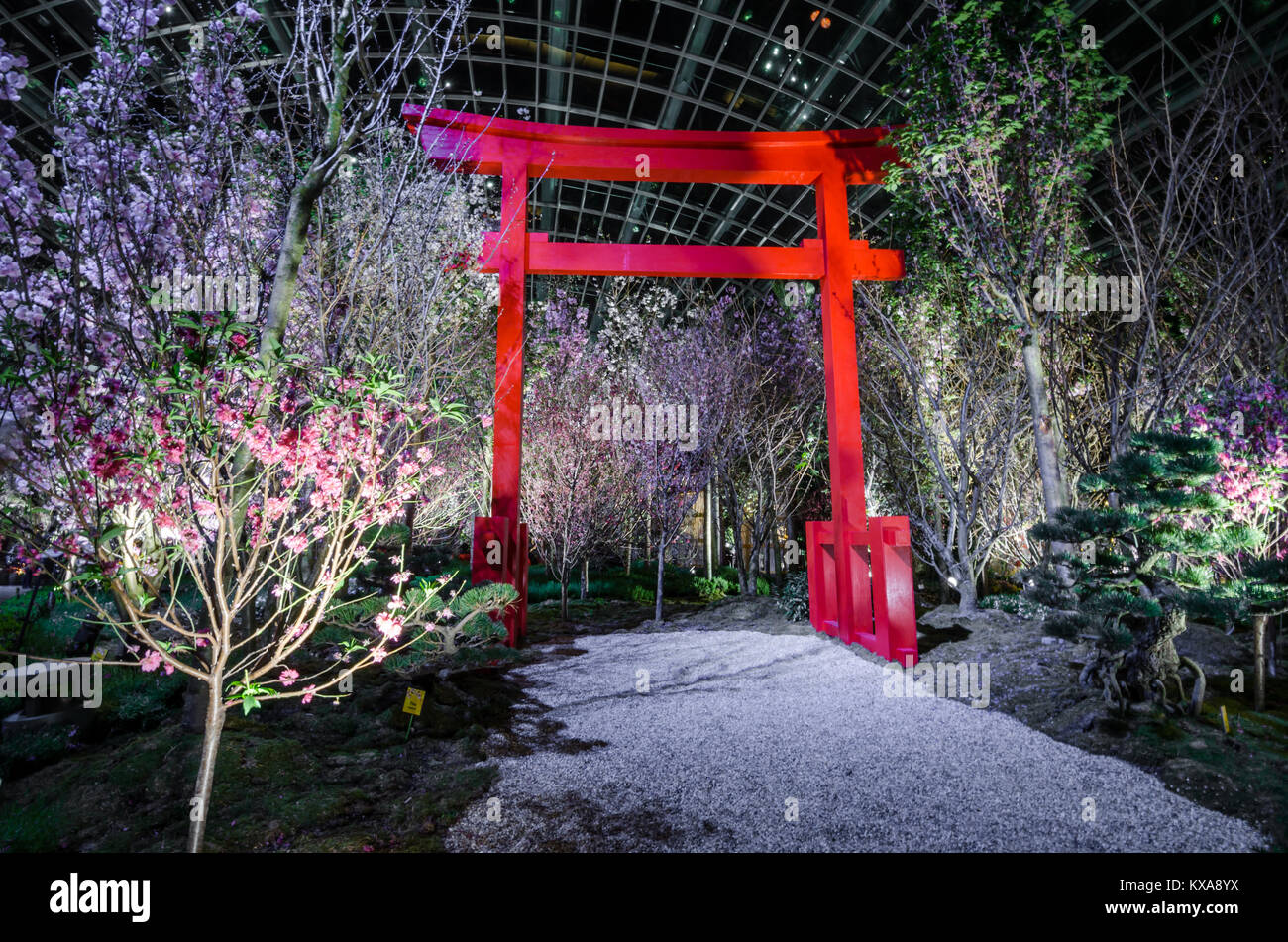 Torri Tor gehüllt durch die zarten rosa Blüten von Sakura Blumen und
