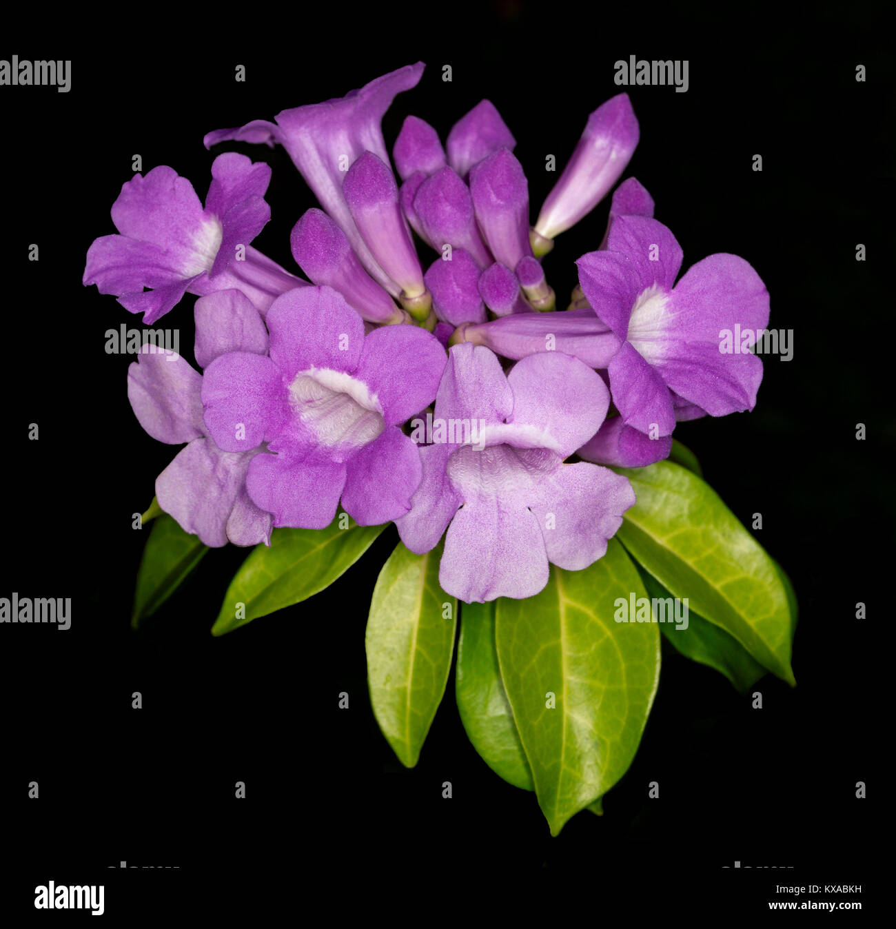 Cluster von atemberaubenden Lila duftenden Blumen und grüne Blätter von Knoblauch Weinstock Mansoa alliacea/Pseudocalymma alliaceum auf schwarzem Hintergrund Stockfoto