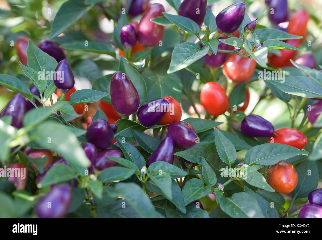 Capsicum annuum. Chilis Reifung im Freien in Großbritannien. Stockfoto
