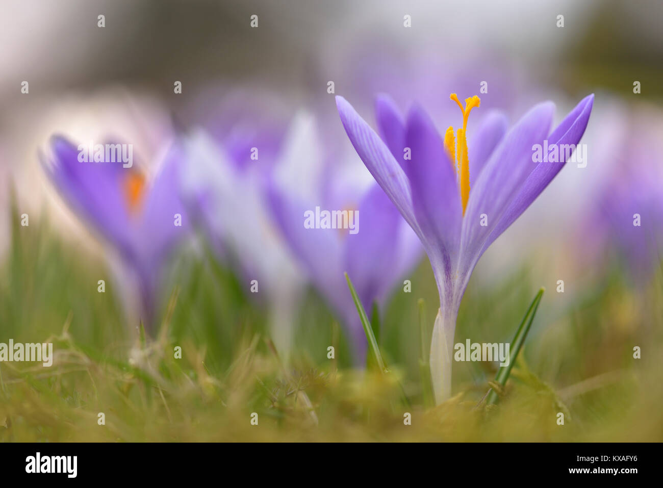 Blumen im Frühling Krokusse (Crocus vernus) in einer Wiese, Sachsen-Anhalt, Deutschland Stockfoto