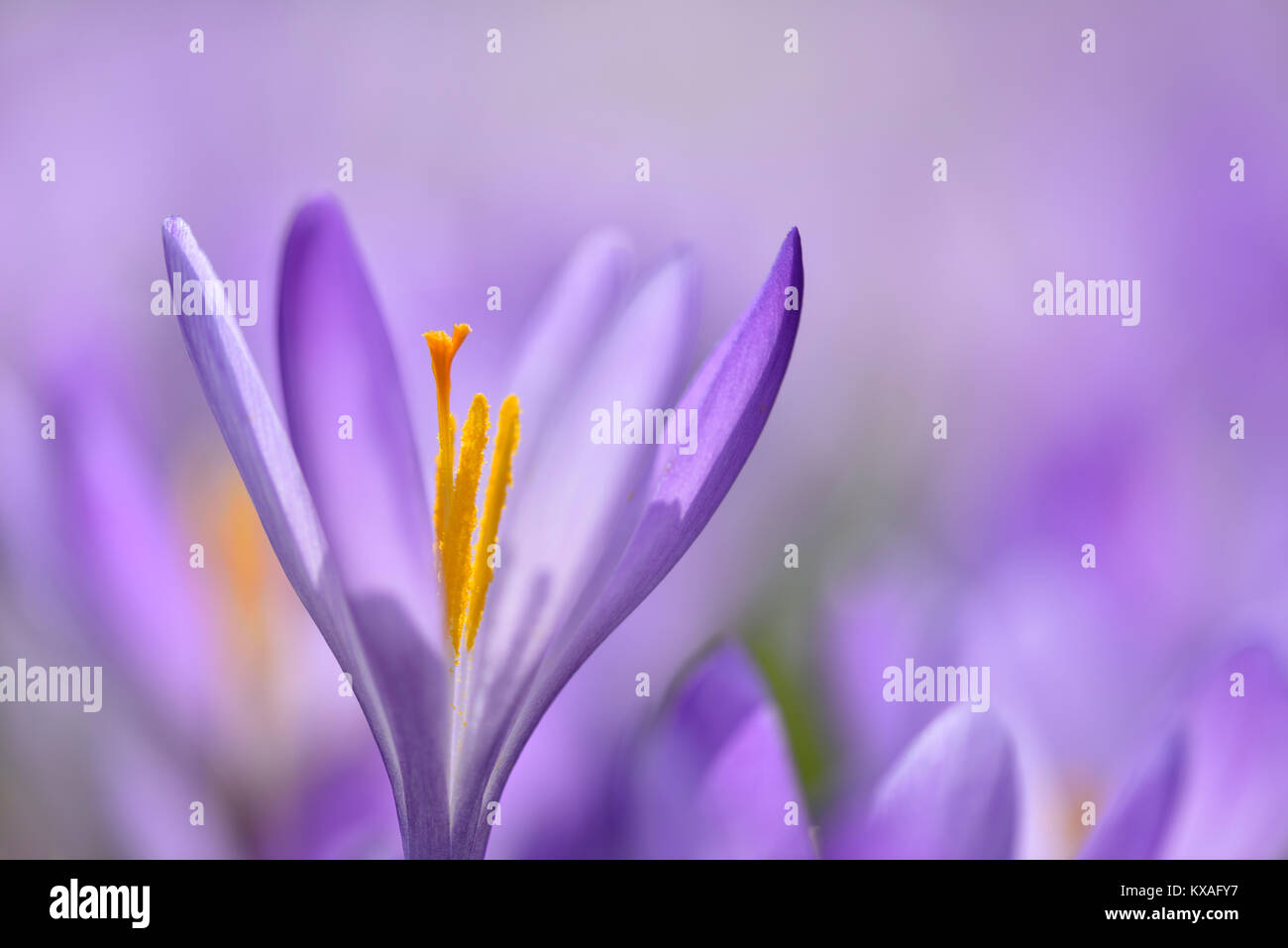 Blumen im Frühling Krokusse (Crocus vernus), Sachsen-Anhalt, Deutschland Stockfoto