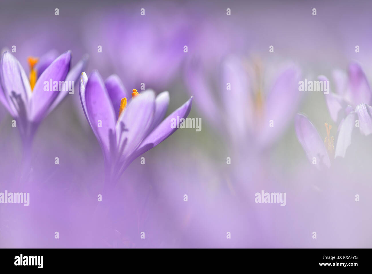 Blumen im Frühling Krokusse (Crocus vernus), Sachsen-Anhalt, Deutschland Stockfoto