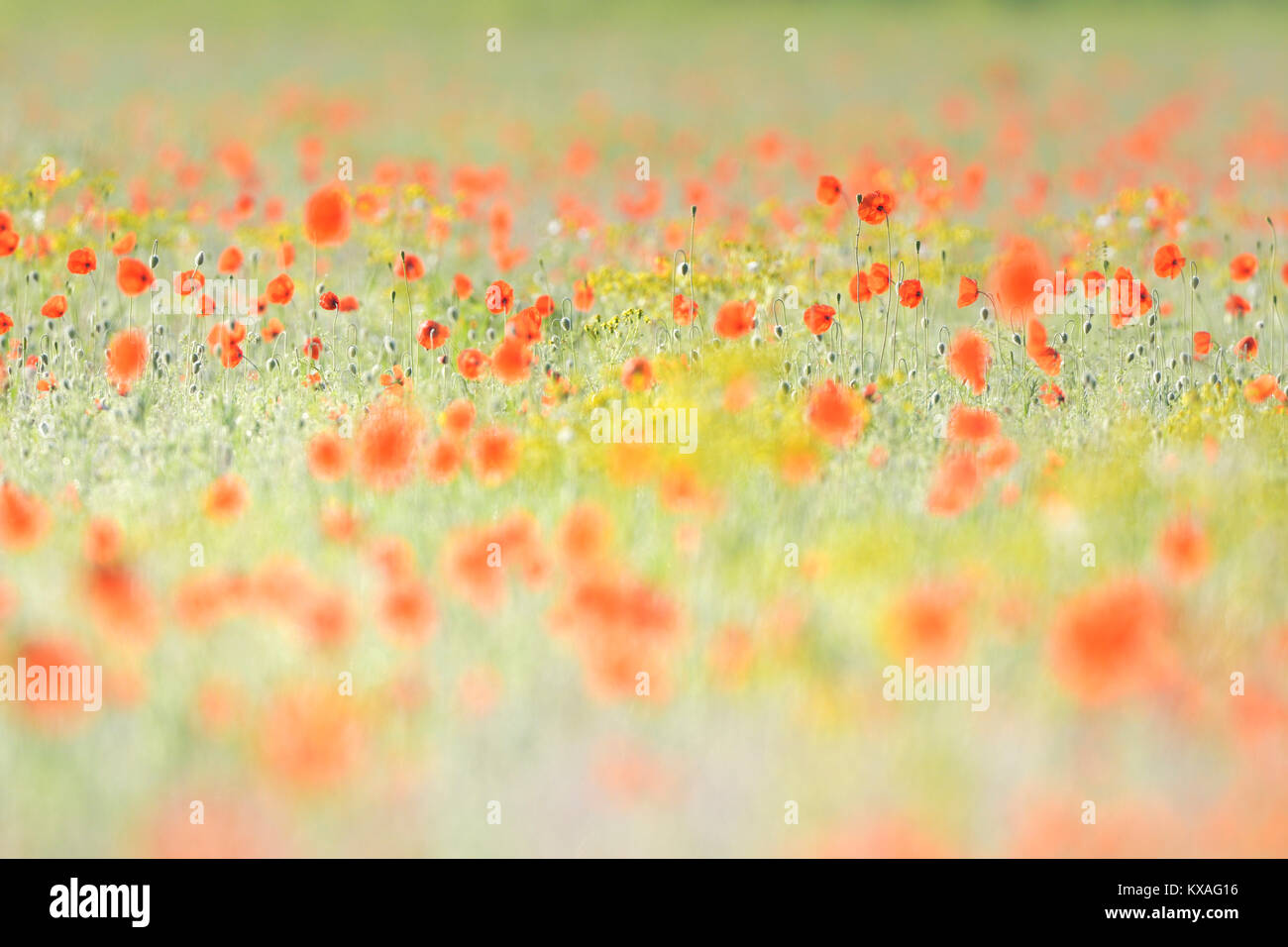 Sand Mohn (Papaver embothrium), Sachsen, Deutschland Stockfoto