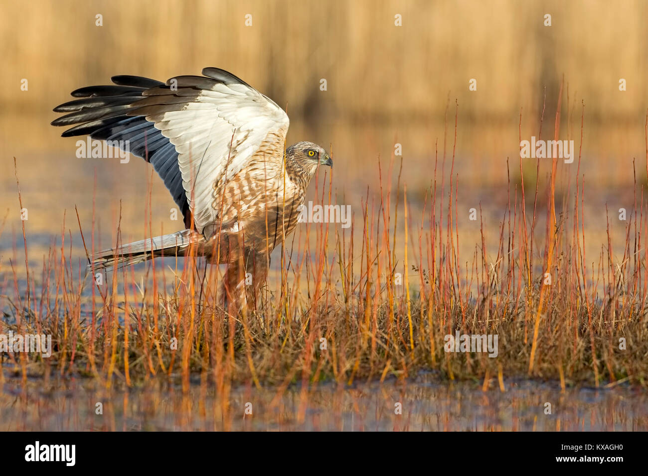 Western Sumpf - Harrier (Circus aeruginosus), Jagd, Mittlere Elbe Biosphärenreservat, Sachsen-Anhalt, Deutschland Stockfoto