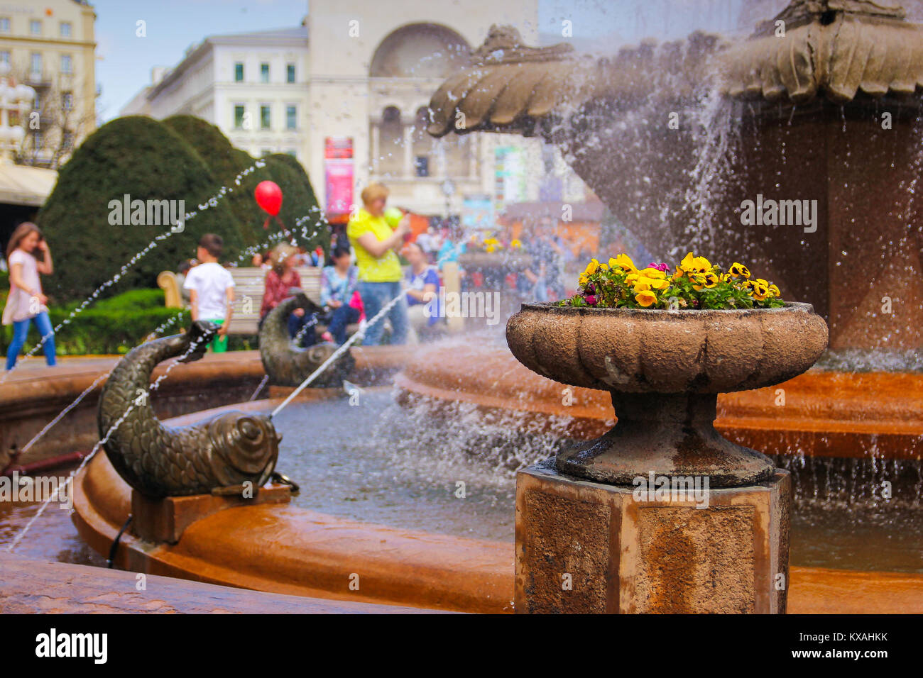 Stiefmütterchen in einem Stone Flower Pot am Fish Brunnen mit Menschen ihren Spaziergang im Hintergrund genießen, Timisoara, Rumänien Stockfoto