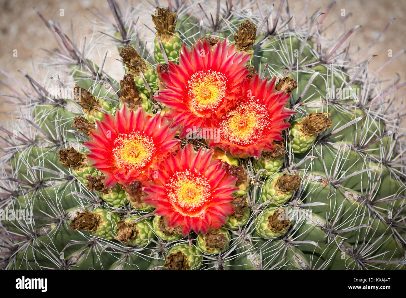 Rote Blte Angelhaken Barrel Kaktus (Ferocactus wislizeni), Tucson,  Arizona, USA Stockfotografie - Alamy