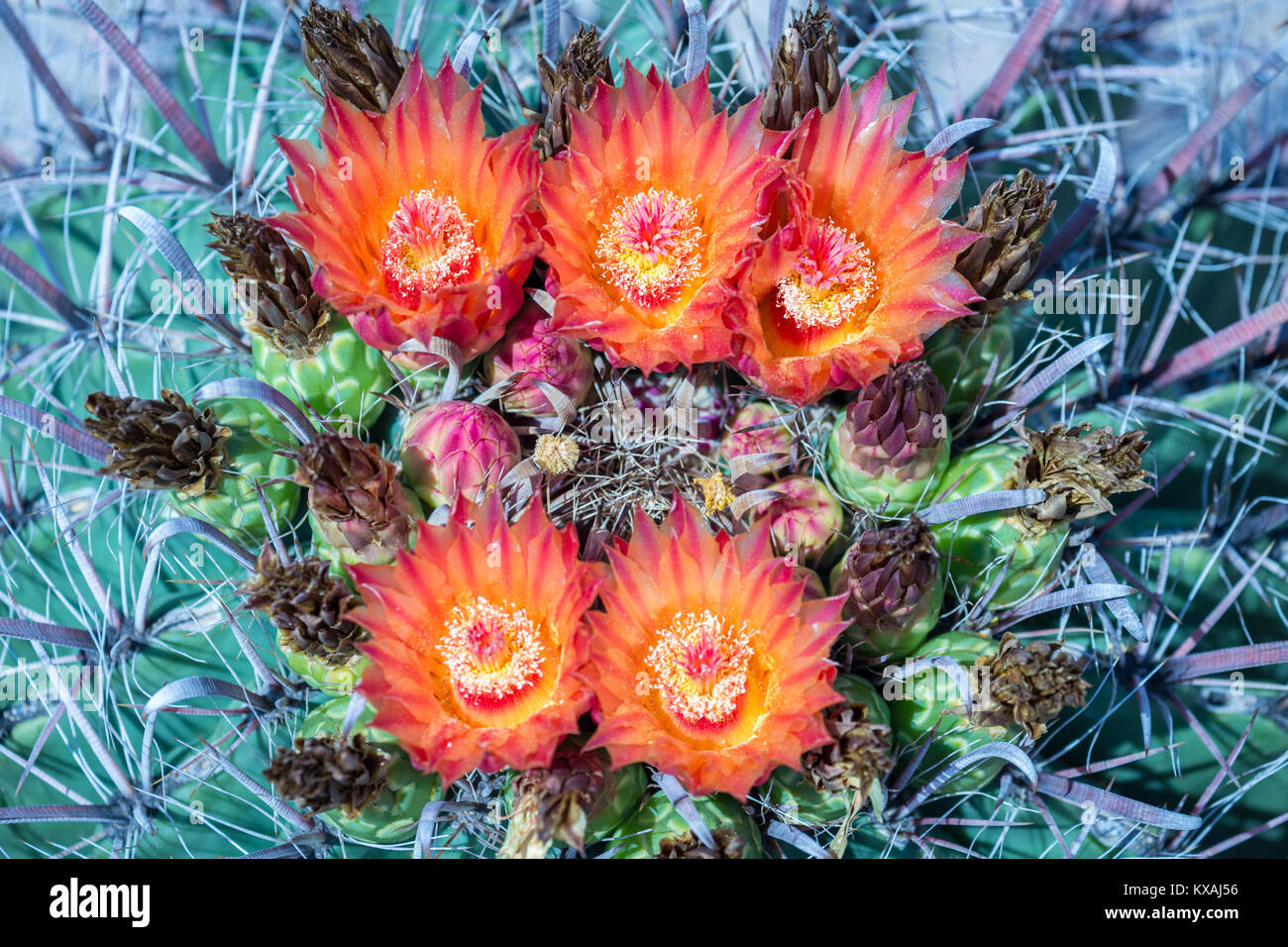 Orange-rote Blüte Angelhaken Barrel Kaktus (Ferocactus wislizeni), Tucson, Arizona, USA Stockfoto