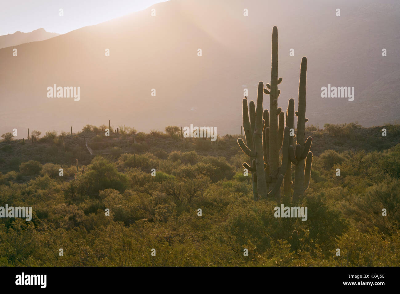 Gigantischen Saguaro (Carnegiea gigantea), Nationalpark, Tucson, Arizona, USA Stockfoto