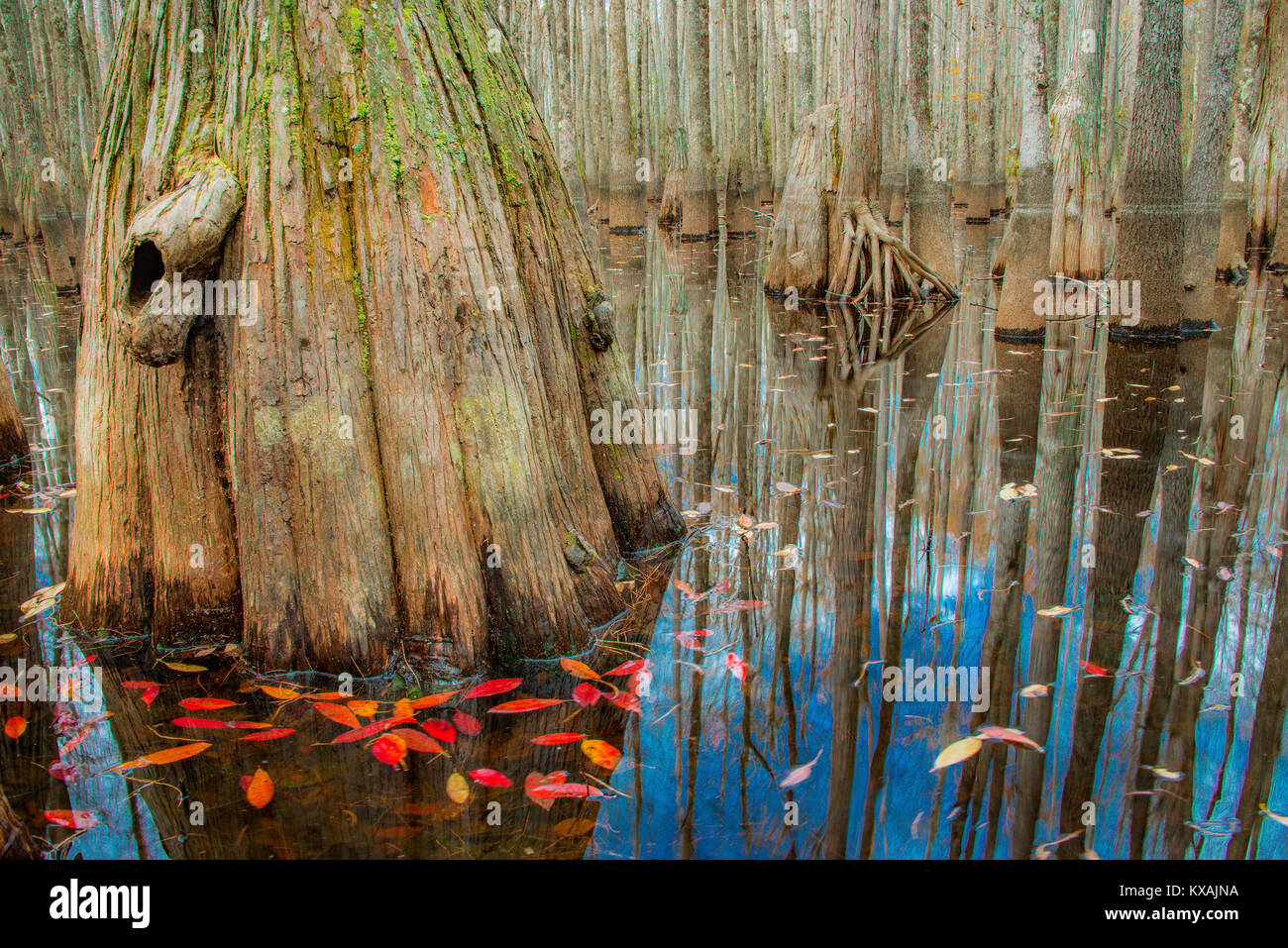 Herbst, kahlen Zypresse (Taxodium distichum), Teich distchum Zypresse (Taxodium distichum ascendens) Kathedrale Bay Heritage Wildlife Preserve, S. Carolina, USA von Bill Lea/Demb Stockfoto
