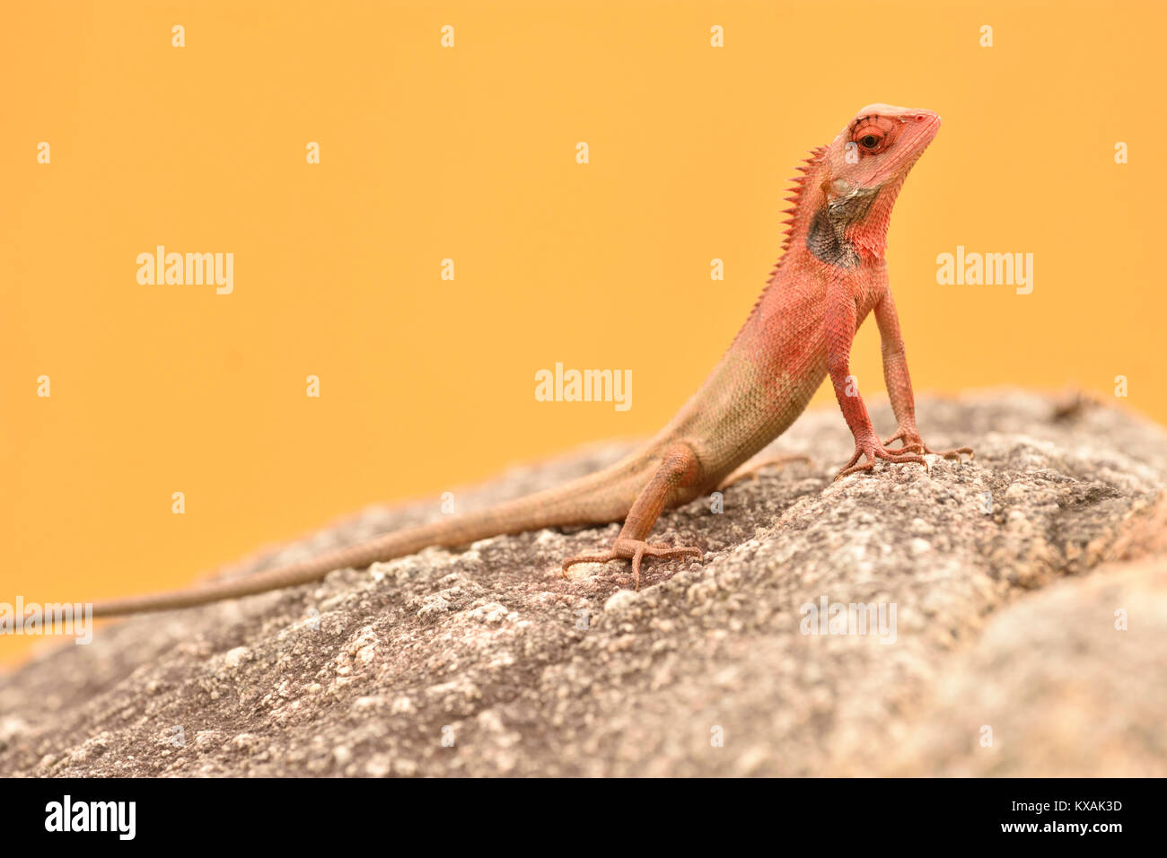 Männliche Oriental Garden Lizard (calotes Versicolor) auf Rock, SonTra, Da Nang, Vietnam, Vietnam, Vietnam Stockfoto