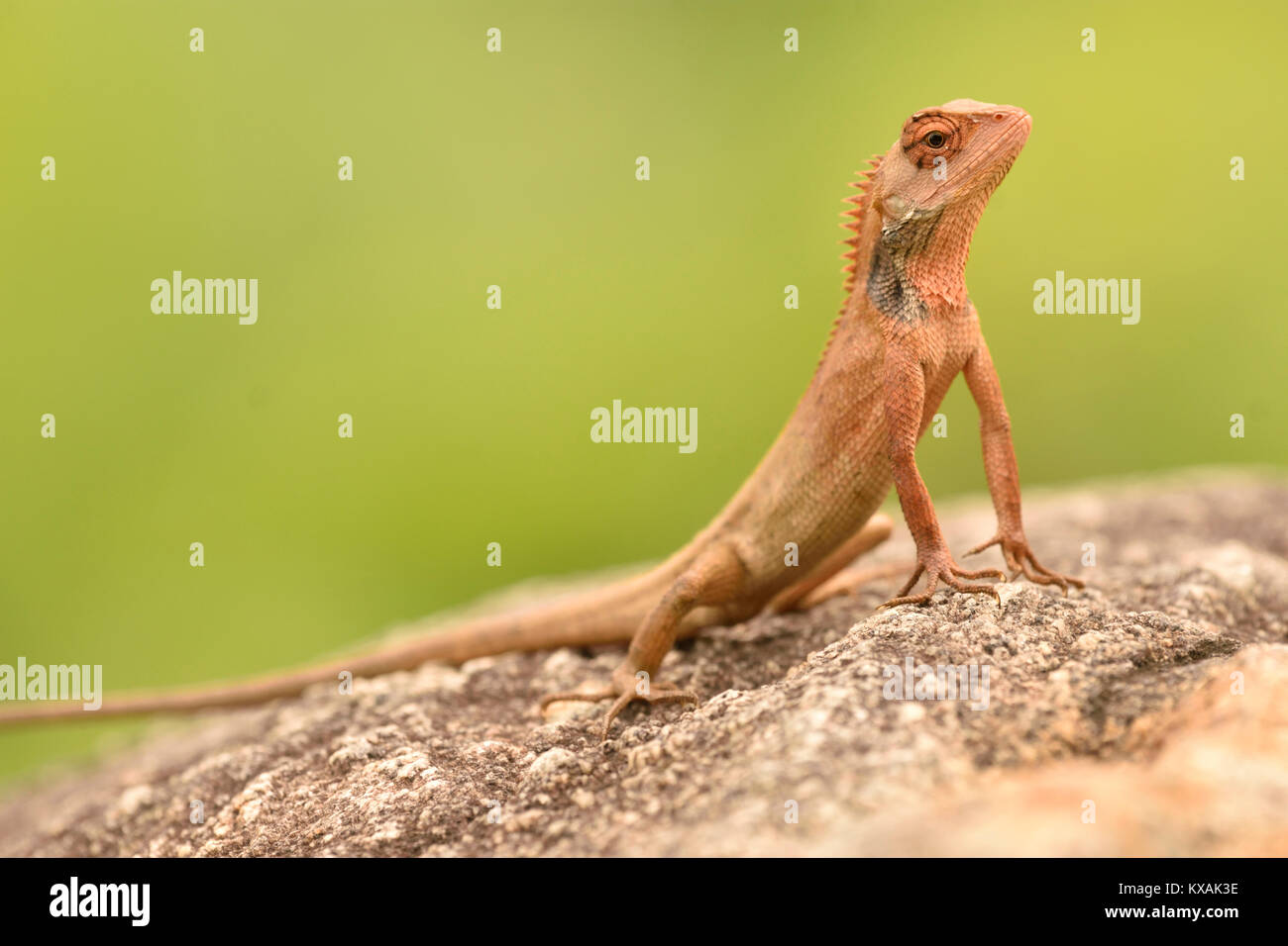 Männliche Oriental Garden Lizard (calotes Versicolor) auf Rock, SonTra, Da Nang, Vietnam, Vietnam, Vietnam Stockfoto
