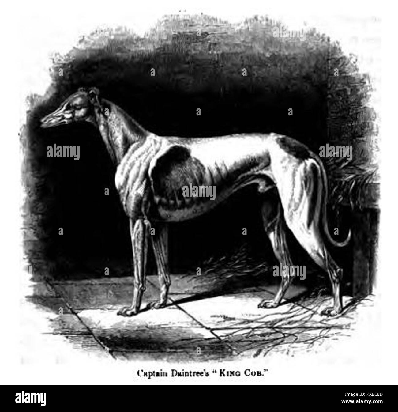 Foto von Captain Daintree's King Cob, einem glatten windhund, der die physischen Eigenschaften und die Haltung der Rasse für historische Aufzeichnungen der Hunde zeigt. Stockfoto
