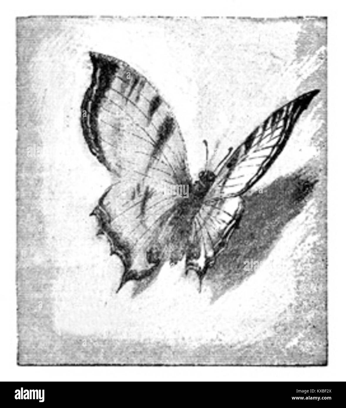 Illustration mit dem Titel „Mariposa“ aus Benito Pérez Galdós Roman Trafalgar, die eine Szene aus der spanischen historischen Fiktion während der Schlacht von Trafalgar im frühen 19. Jahrhundert darstellt. Stockfoto