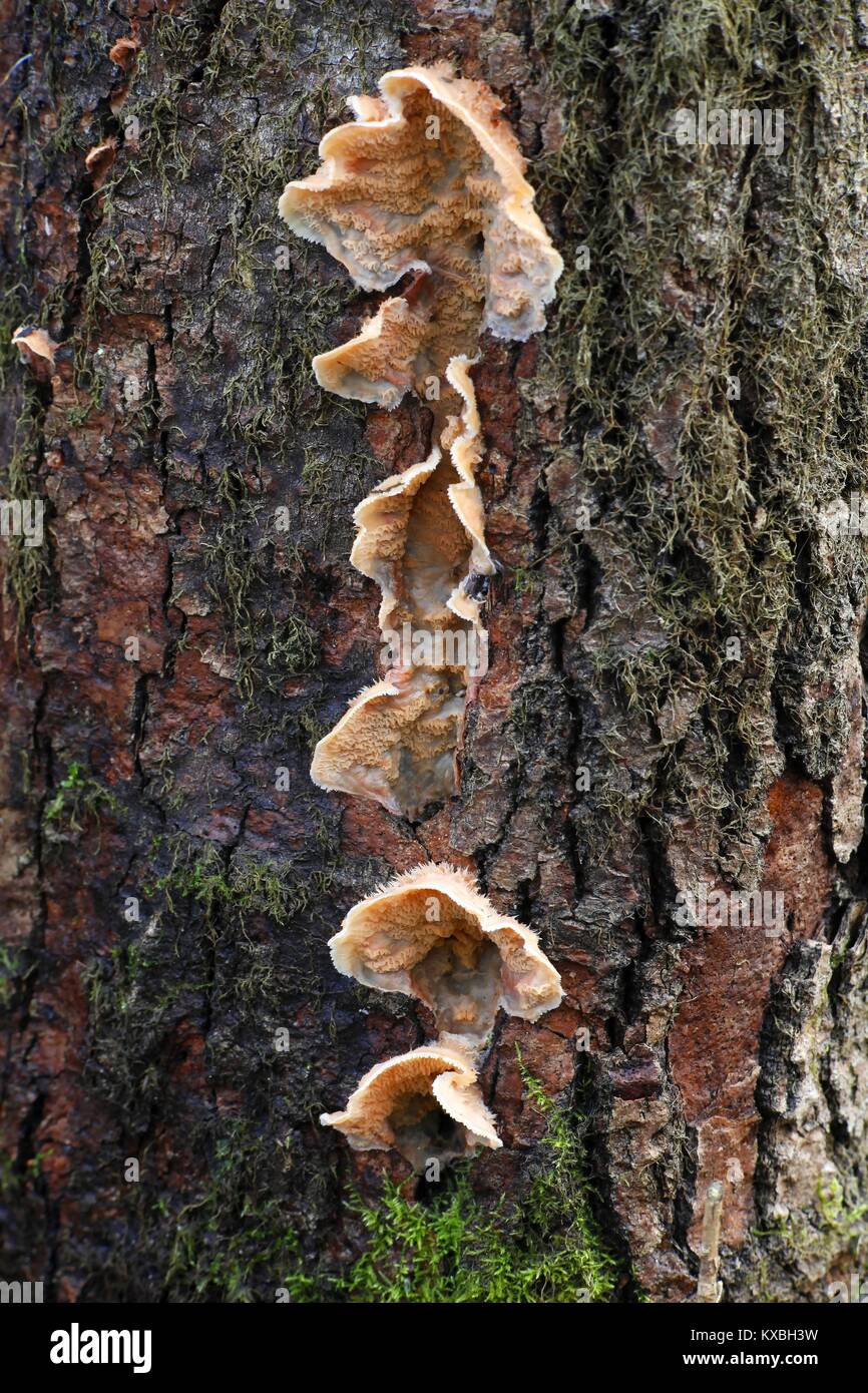 Gelee rot Pilz, Phlebia tremellosa, auch genannt Zittern merulius Stockfoto