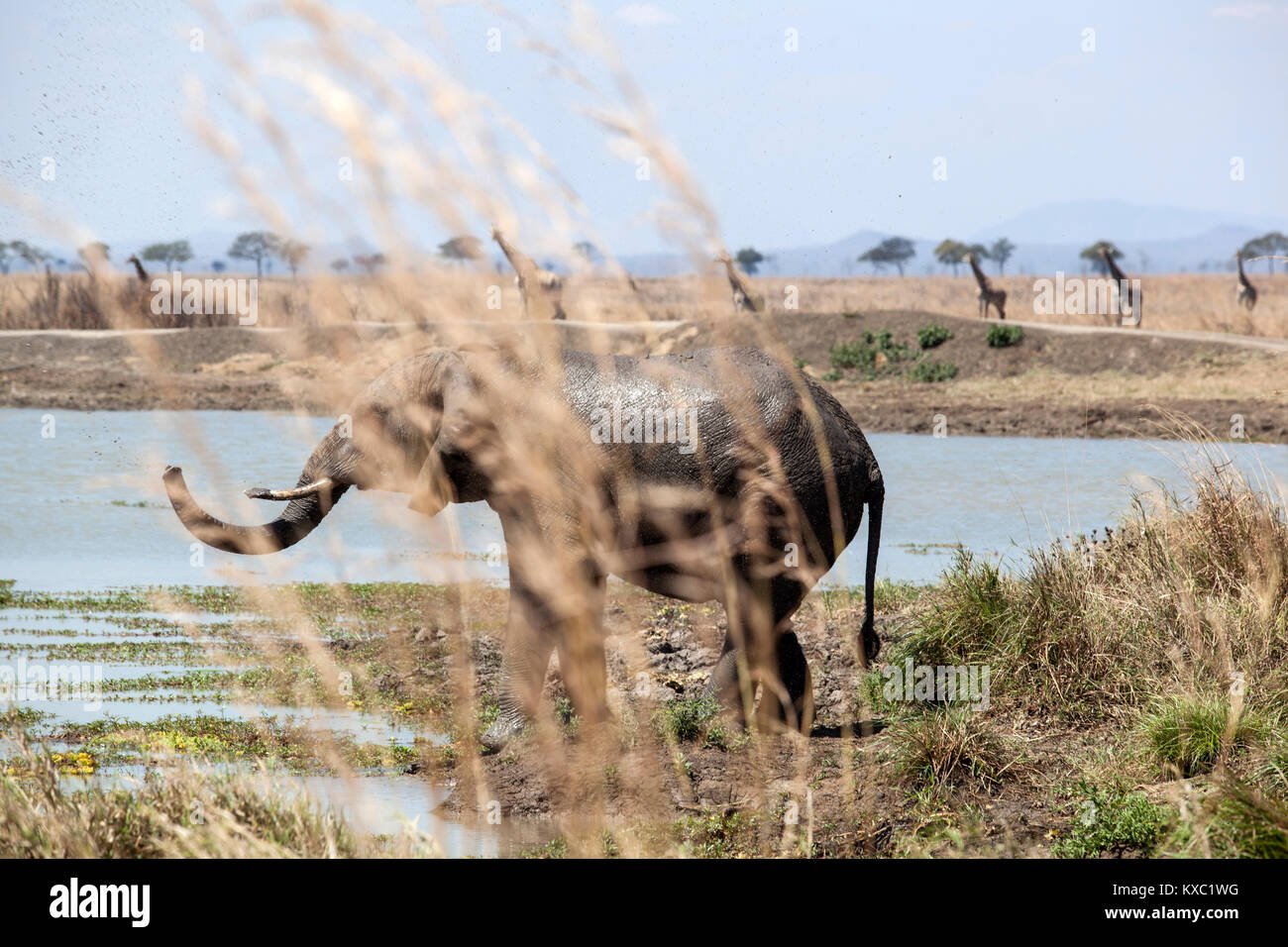 Ein Elefant und eine Giraffe in Mikumi Nationalpark in Morogoro, Tansania am 16. September 2017. Stockfoto