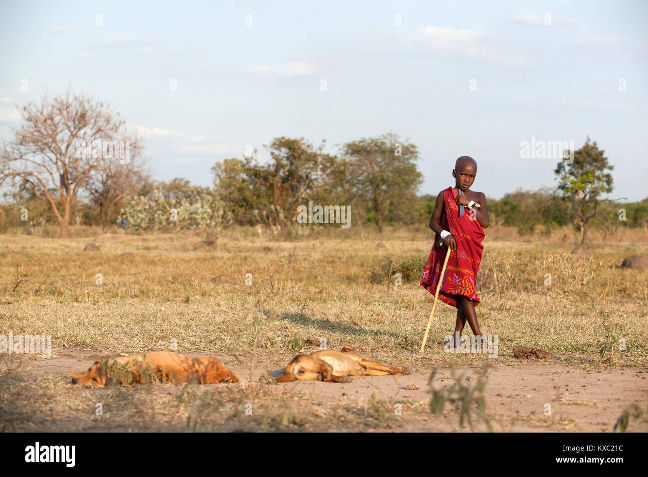 Sendeu Madeha, eine junge Maasai Junge und zwei Hunde Ruhe, während Sie über Ziegen in der Ngayoni Wald in Changarawe, Tansania anschauen. Stockfoto