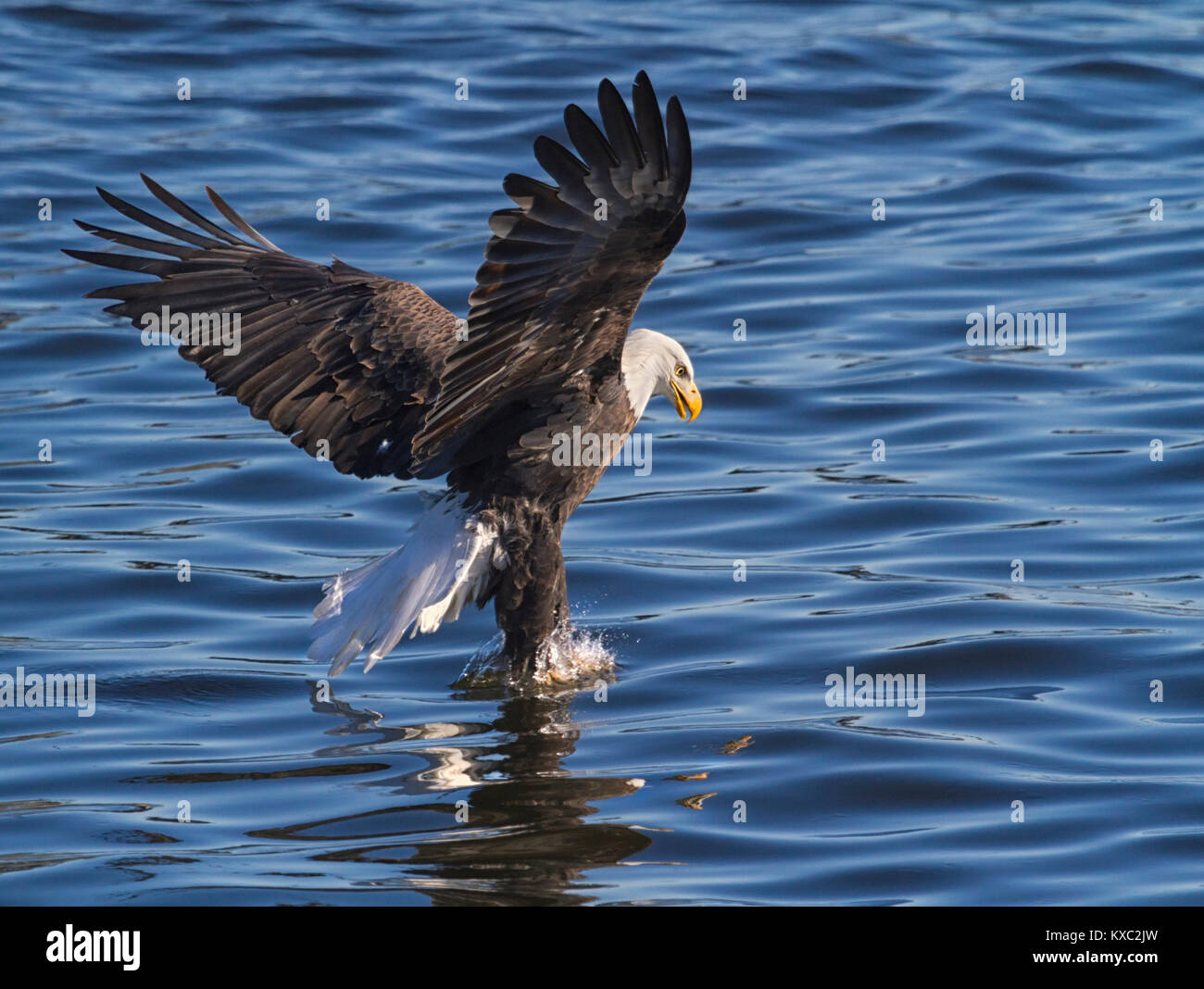 Weißkopfseeadler im Flug Stockfoto