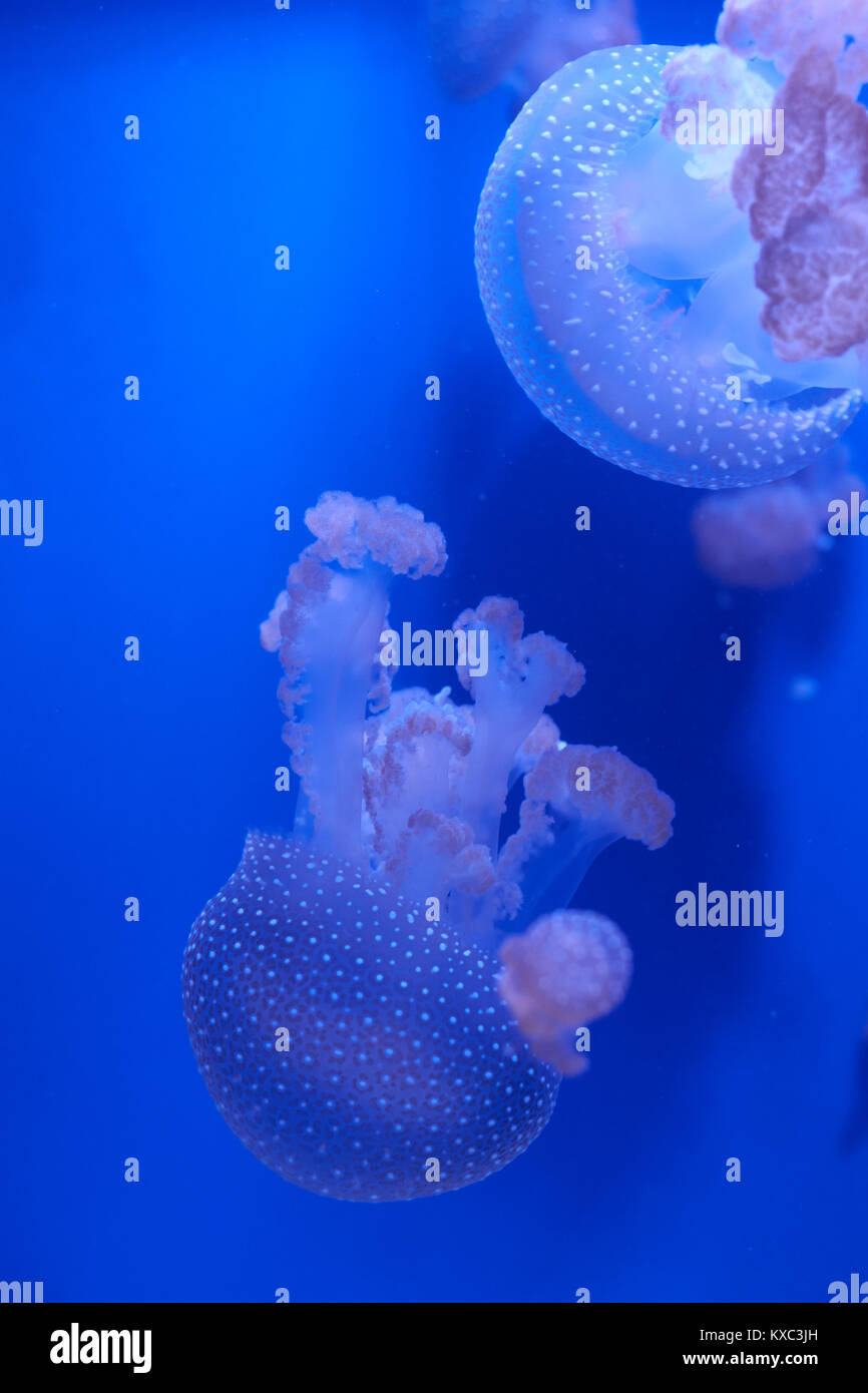 Durchsichtige Quallen oder medusa oder brennnessel - Fisch im blauen Wasser Stockfoto