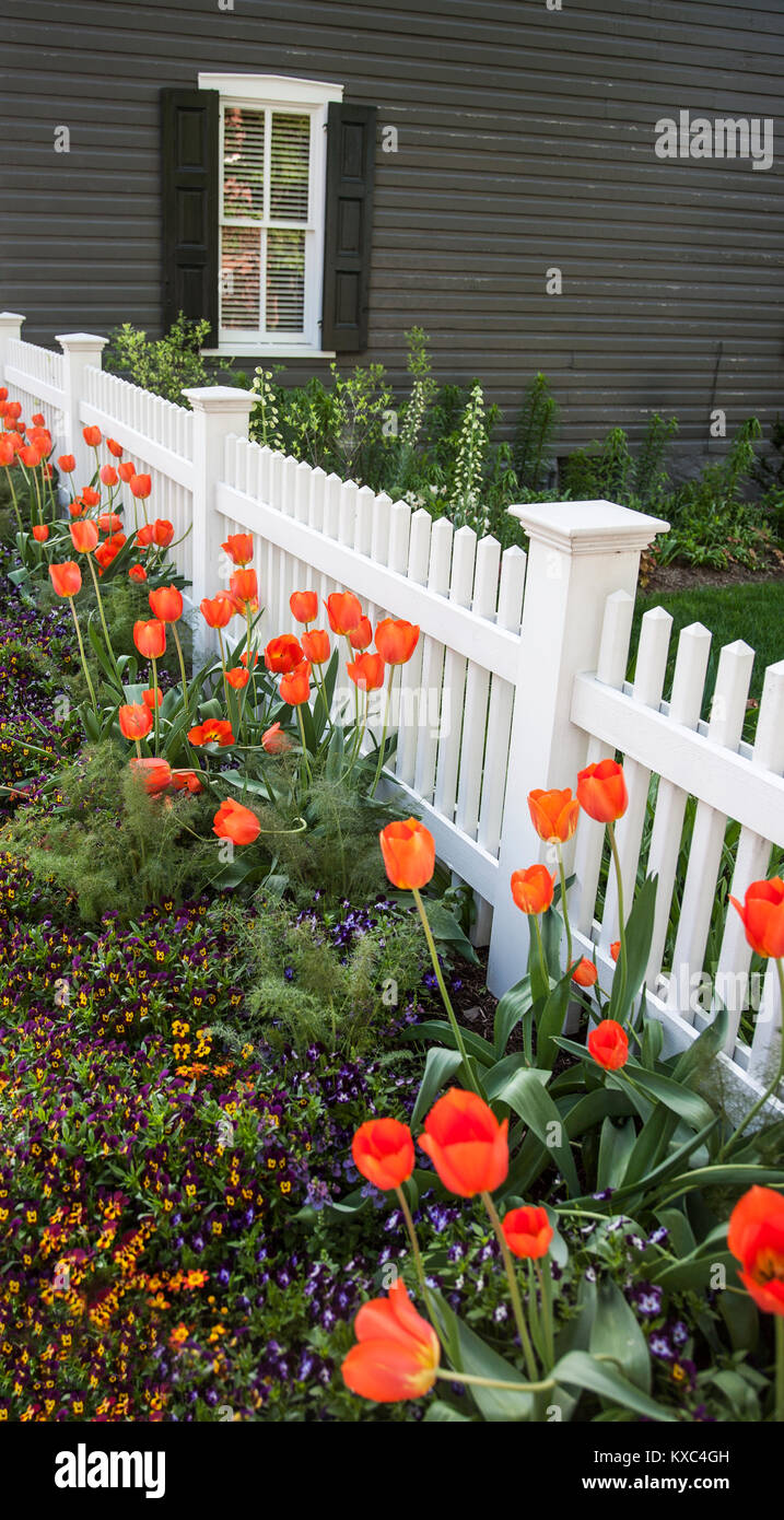 Orange Frühling Tulpen Garten, weiße Pfostenzaun Garten in Lancaster County, Pennsylvania, USA, vertikalen Garten mehrjährige Grenze mit Blumen Tulipa Pastell Stockfoto