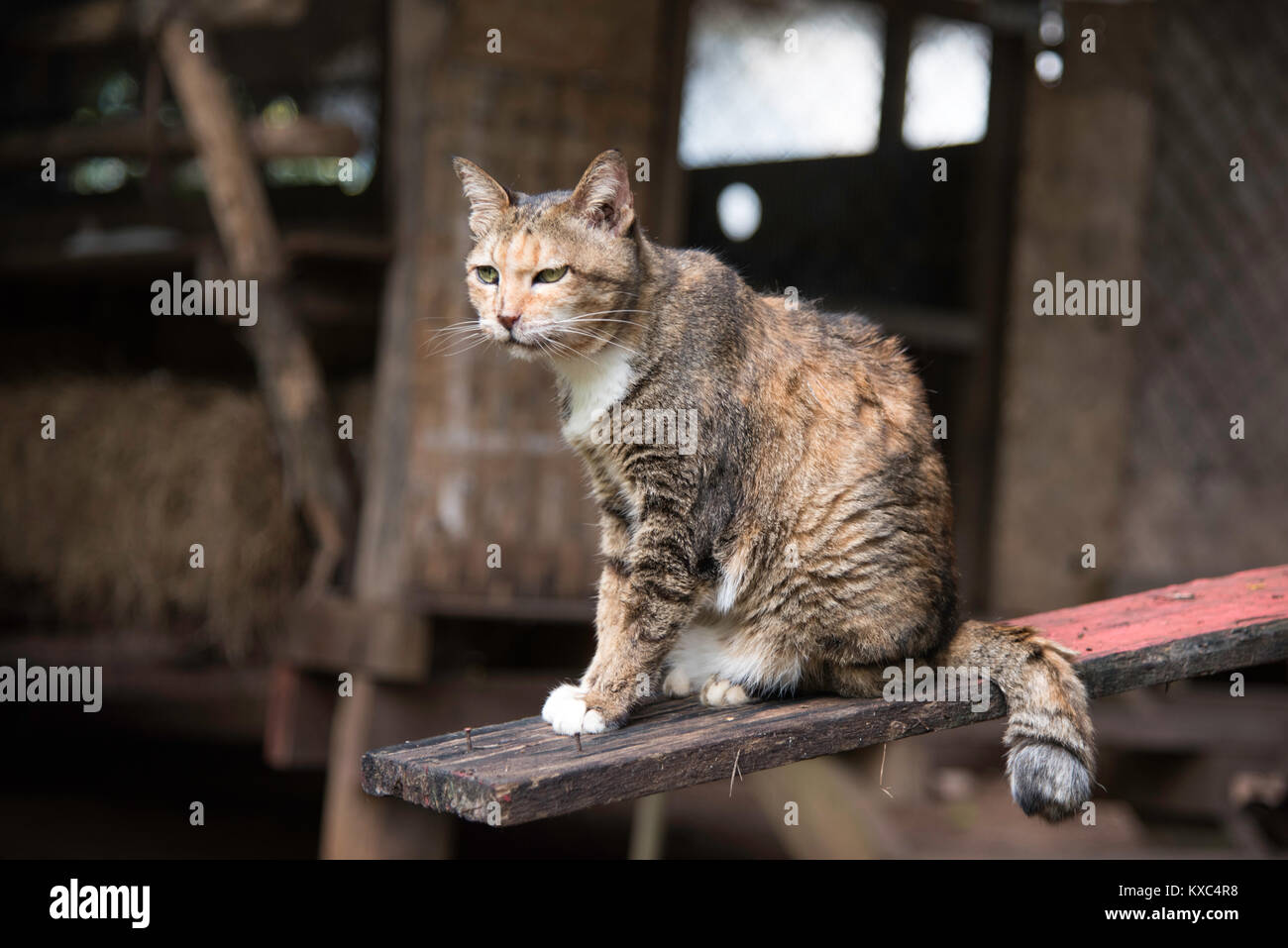 Hauskatze Stockfoto