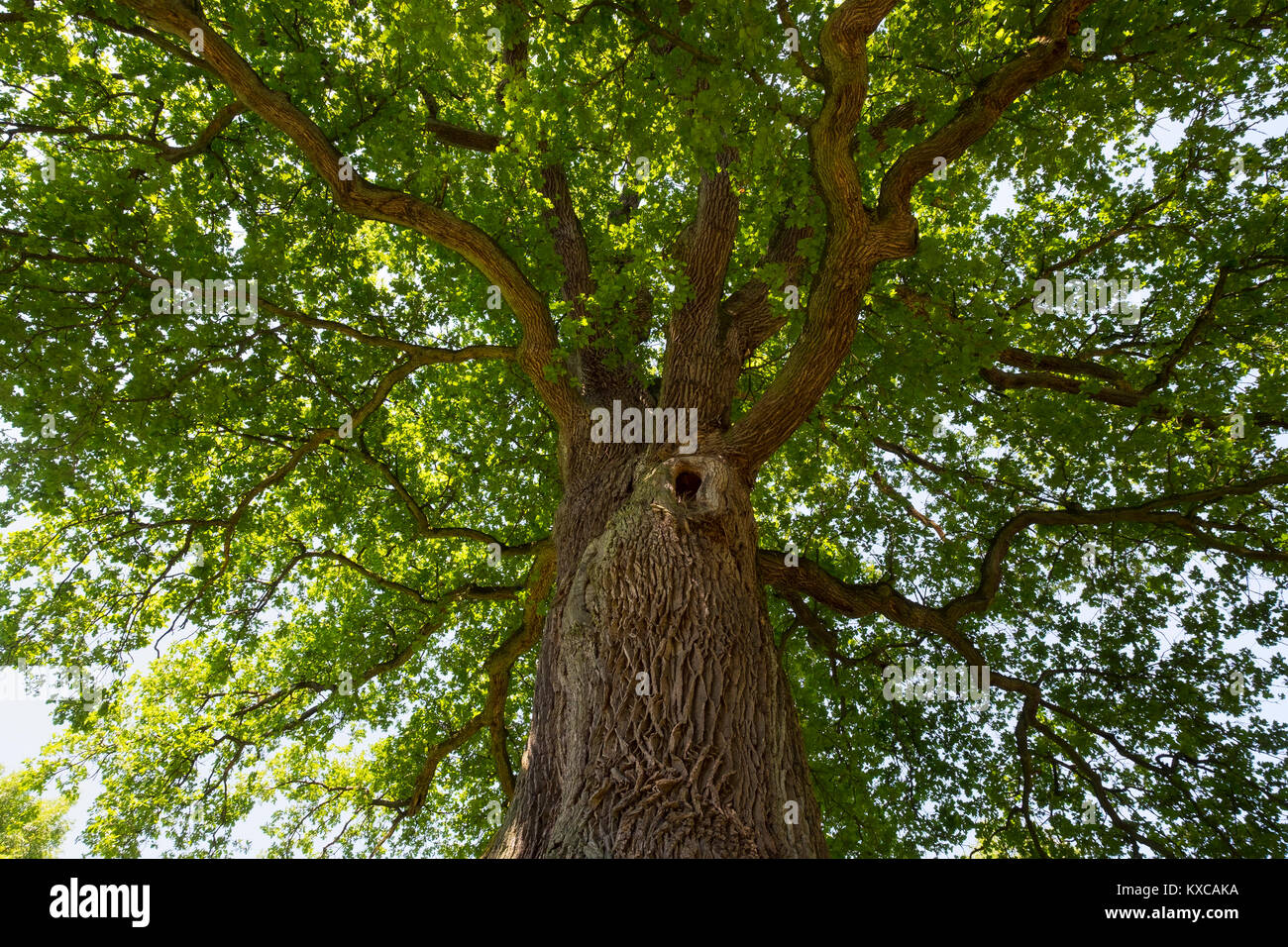 Deutschland, Bayern, Unterfranken, Pedunculate oak, Quercus robur Stockfoto