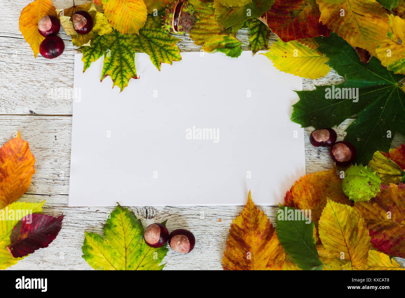 Farbige Blätter im Herbst auf einem weißen Holz- Hintergrund mit ein weißes Blatt Papier Stockfoto